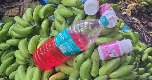 Banana storage centres raid